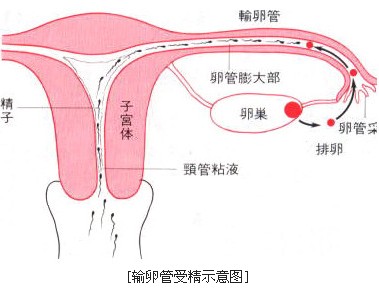 输卵管受精示意图