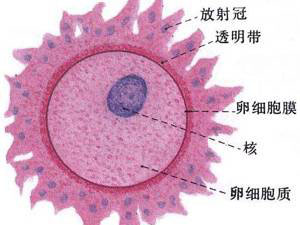 卵泡不破裂怎么办？——苏州东吴中西医结合医院